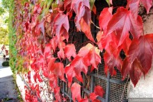 Мюнхен-фест. Случайная выборка