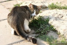 Львов - ты чей?