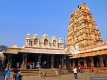 Хампи королевское