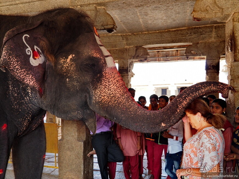 Хампи королевское