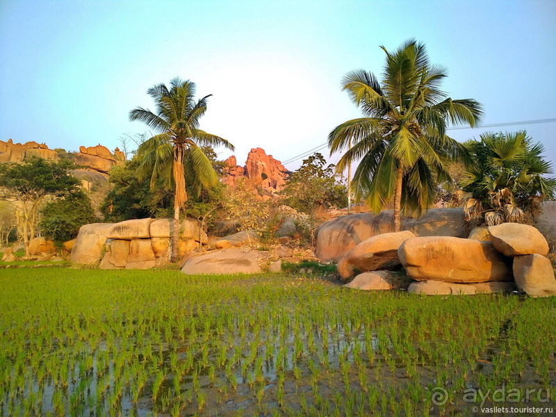 Хампи королевское