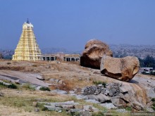 Хампи королевское