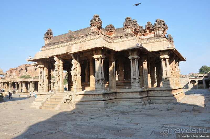 Хампи королевское