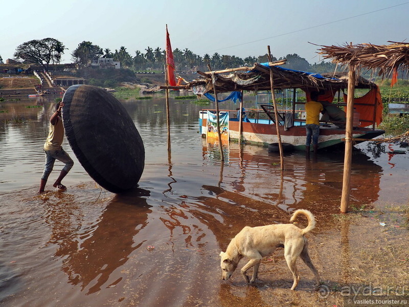 Хампи королевское