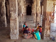 Хампи королевское