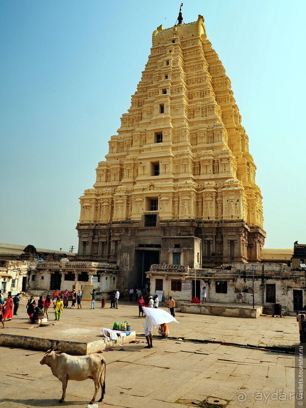 Хампи королевское