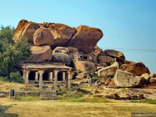 Хампи королевское