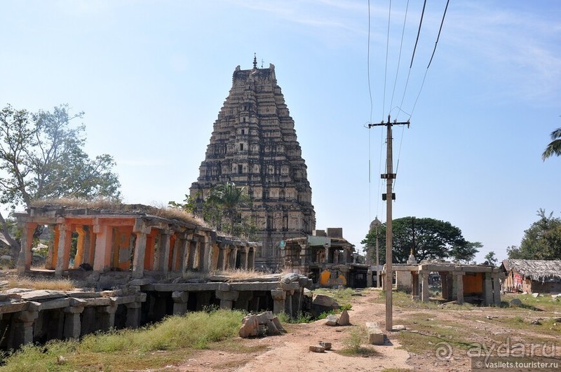 Хампи королевское