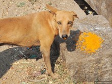 Хампи королевское