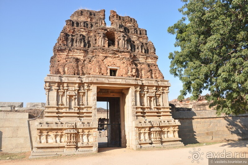 Хампи королевское