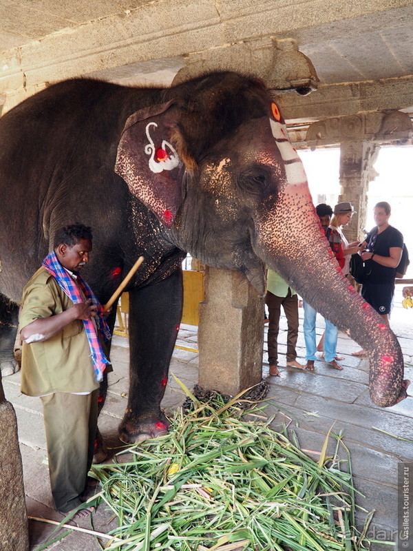 Хампи королевское