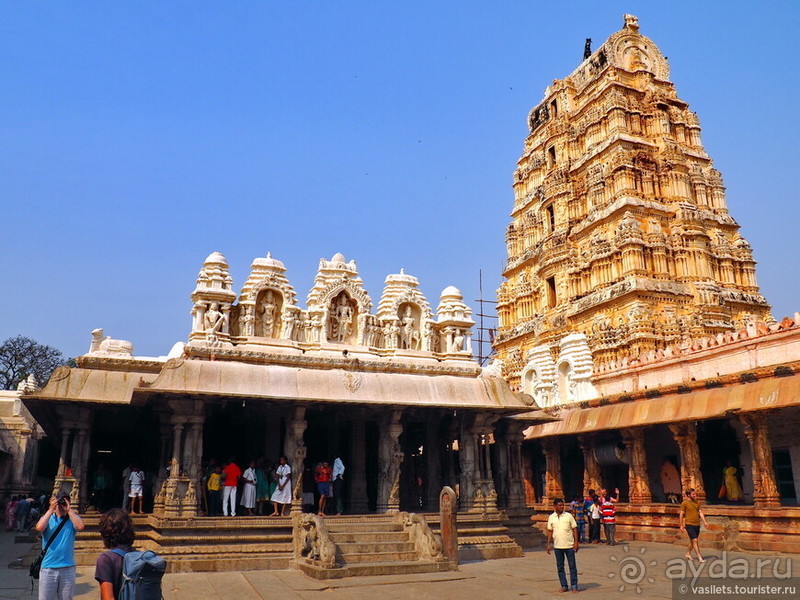 Хампи королевское