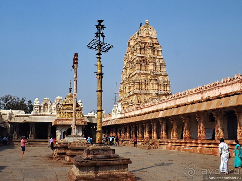 Хампи королевское