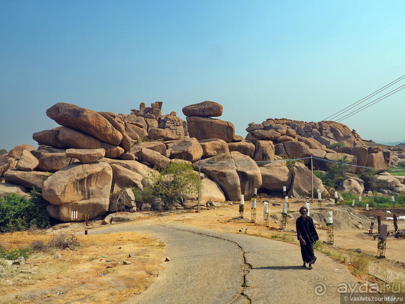Хампи королевское