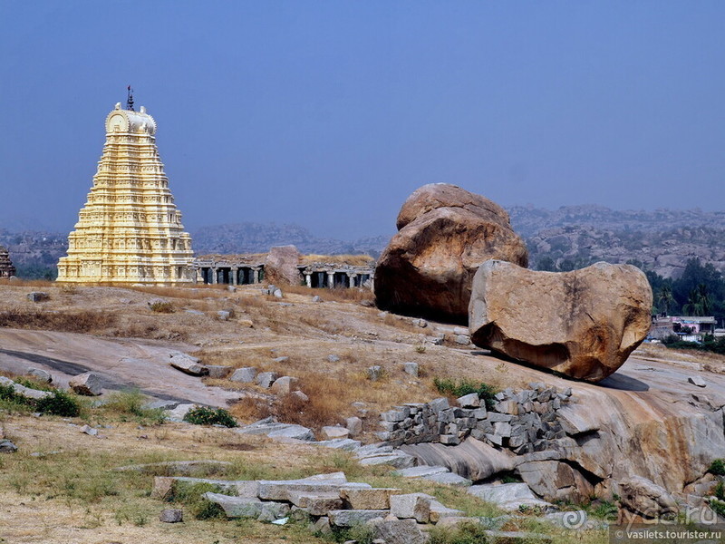 Хампи королевское