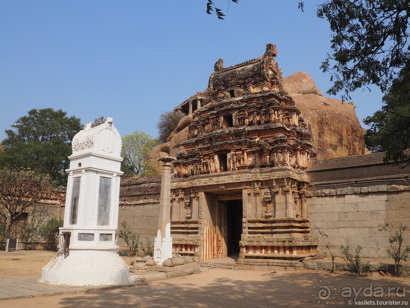 Хампи королевское