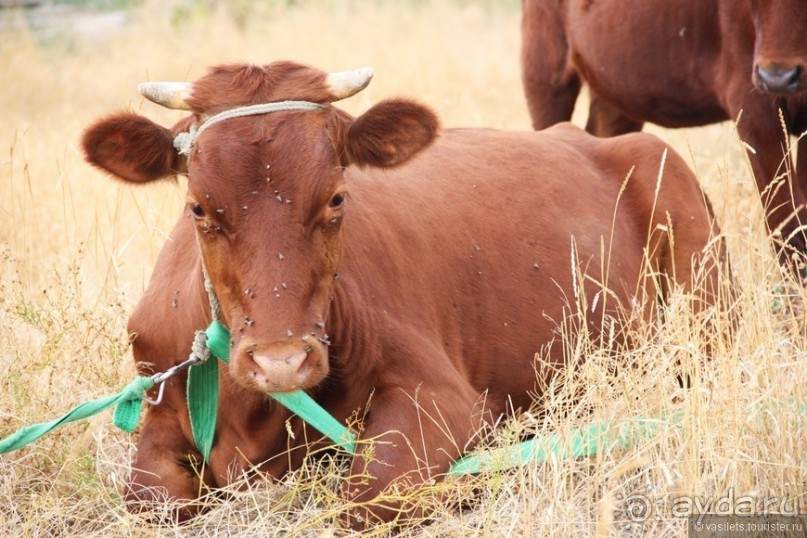 И снова Крым, и снова Керчь