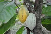 Гондурас в сердце каждого из нас