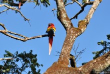 Гондурас в сердце каждого из нас