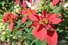 Гондурас в сердце каждого из нас