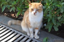 Козы-верхолазы и синяя Эссуэйра