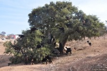 Козы-верхолазы и синяя Эссуэйра