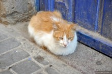 Козы-верхолазы и синяя Эссуэйра