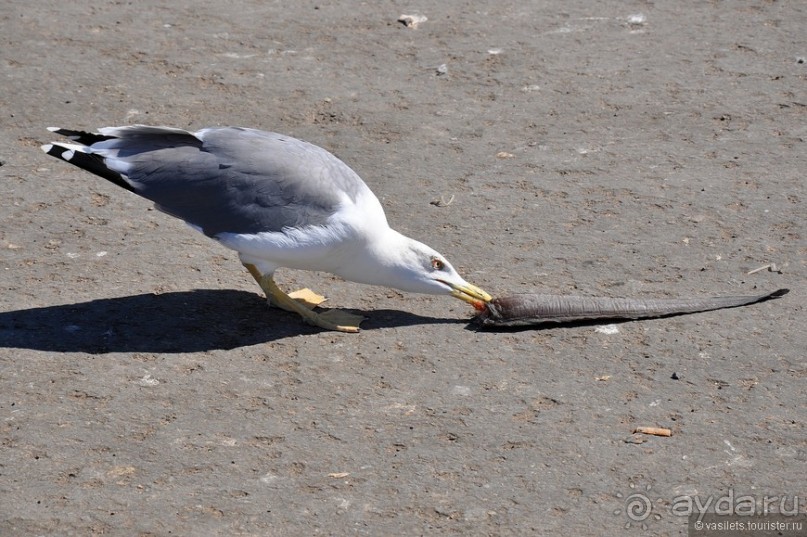 Козы-верхолазы и синяя Эссуэйра
