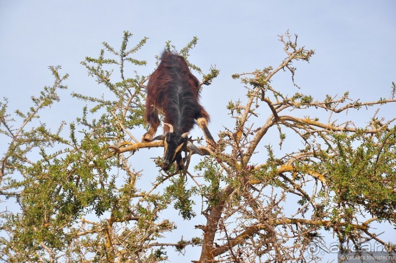 Козы-верхолазы и синяя Эссуэйра