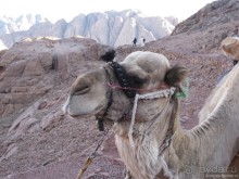 Синай. Гора Моисея