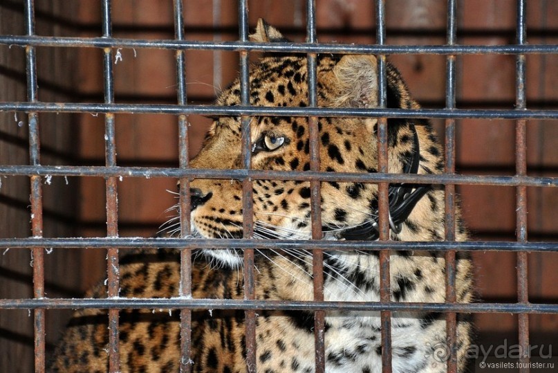 Экстремальные карельские забавы