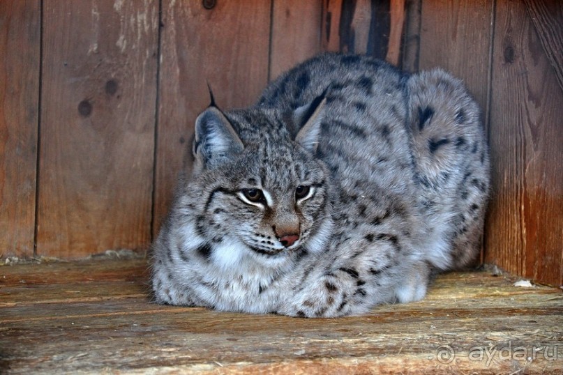 Экстремальные карельские забавы