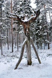 Экстремальные карельские забавы