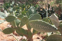 фото Элунды