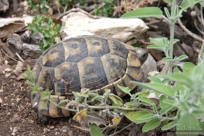 Туркиш.Кемер.Кириш