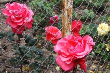 Туркиш.Кемер.Кириш