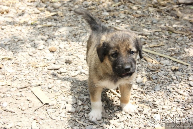 Туркиш.Кемер.Кириш