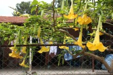 Туркиш.Кемер.Кириш