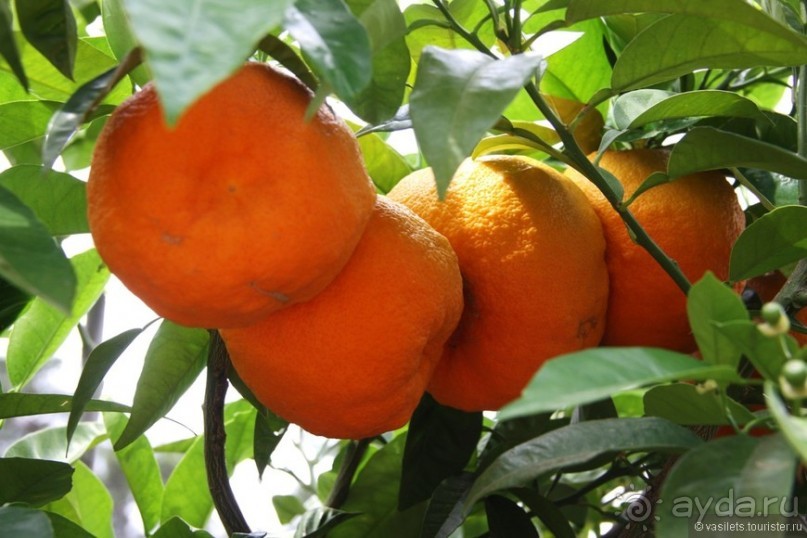 Туркиш.Кемер.Кириш