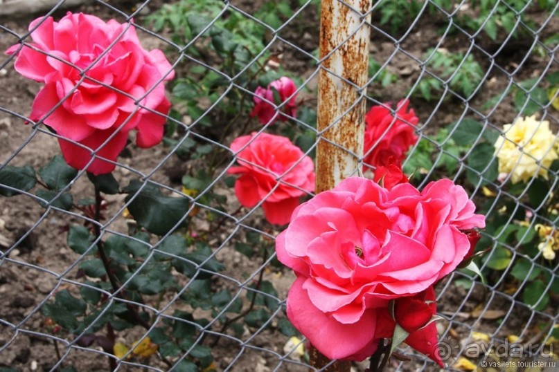 Туркиш.Кемер.Кириш