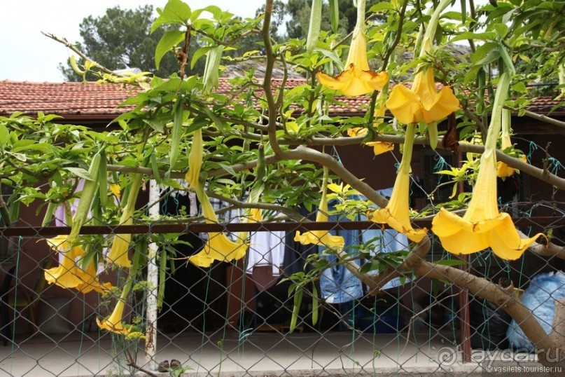 Туркиш.Кемер.Кириш