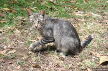 Загадочный о.Пасхи