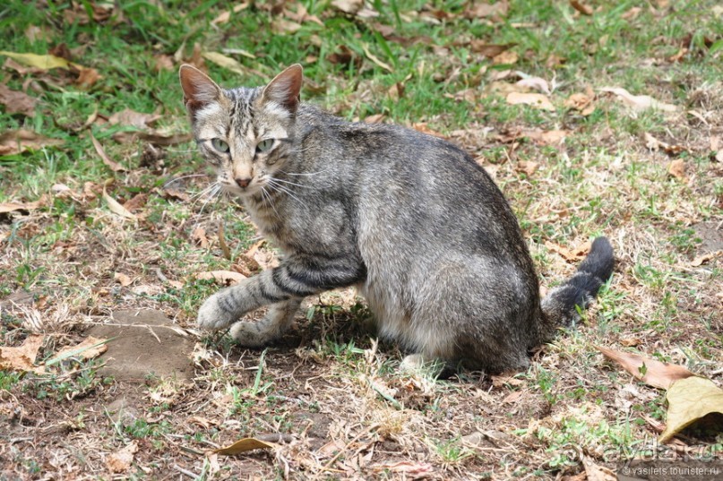 Загадочный о.Пасхи