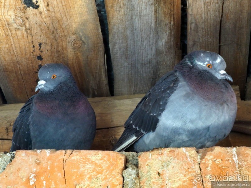Поехали в Зарайск!