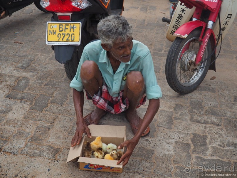 Контрастная Шри-Ланка