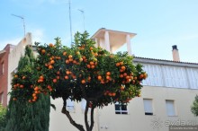 Таррагона новогодняя