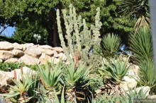 Таррагона новогодняя