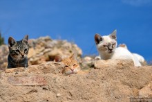 Таррагона новогодняя