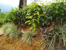 Сигирия — жемчужина Шри-Ланки