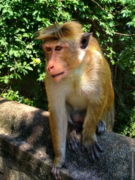 Сигирия — жемчужина Шри-Ланки